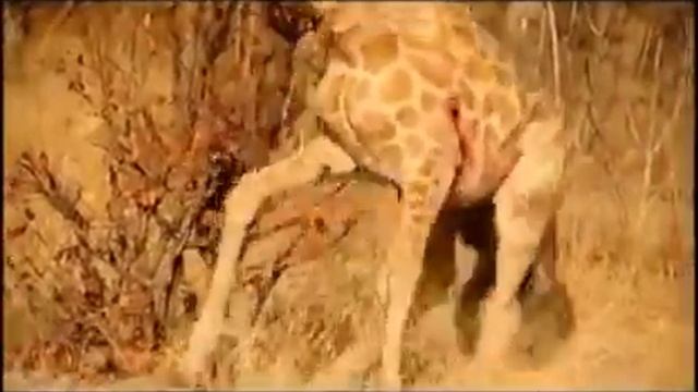 лев ест заживо жирафа смотреть онлайн