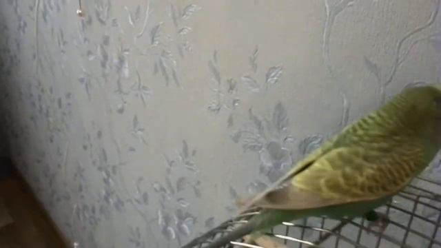 Рикки приболел смотреть онлайн