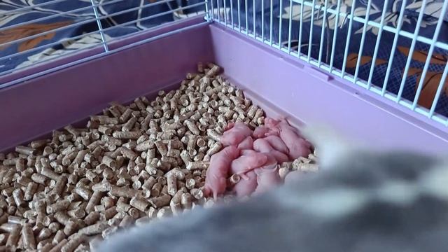 КРЫСА РОДИЛА ОЧЕНЬ МНОГО КРЫСЯТ. НОВОРОЖДЕННЫЕ КРЫСЯТА. ПОКУПКИ ДЛЯ ПИТОМЦЕВ :) смотреть онлайн