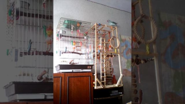 как искупать попугая вариант номер два смотреть онлайн