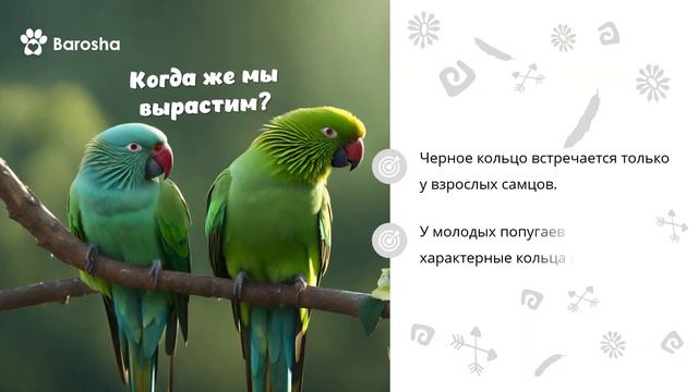  Факты про Ожерелового попугая 