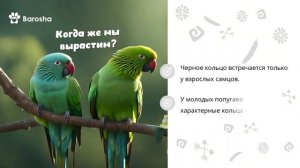👑 Факты про Ожерелового попугая 👑