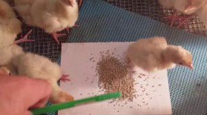 Первое кормление суточных индюшат.