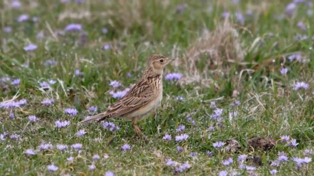 Skylark on the Downs Accordion смотреть онлайн