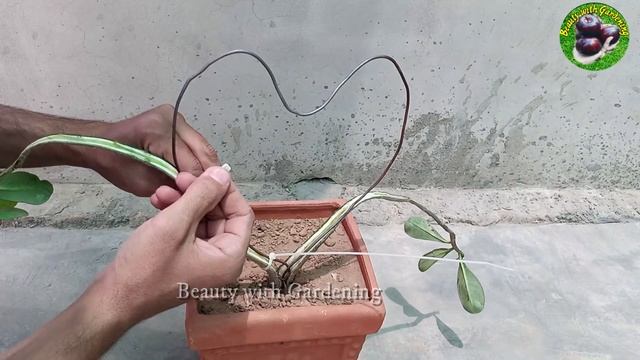 How To Make Adenium Plant Bonsai | How To Shape Desert Rose Plant смотреть онлайн