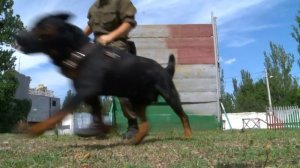 Ротвейлер. Все о породе от А до Я