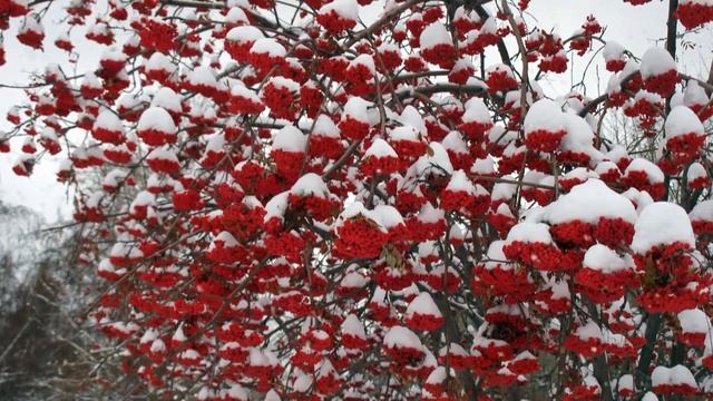 РЯБИНОВЫЙ САД Стихотворение Алексея Решетова смотреть онлайн