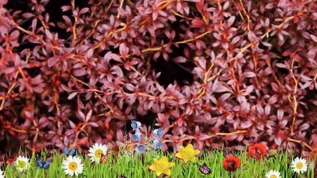 Барбарис тунберга Ред Дрим ? Обзор: посадка и уход. саженцы барбариса: описание и особенности смотреть онлайн