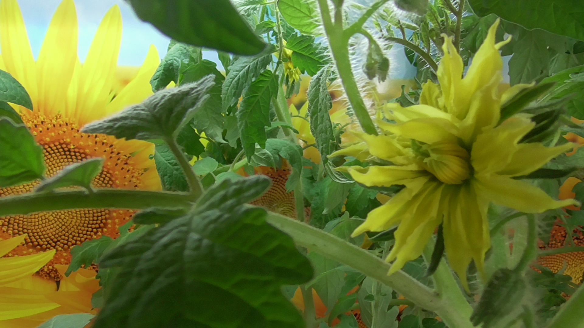 Рассада томатов зацвела дома на окне! Что делать? Нужно ли обрывать первые цветы?