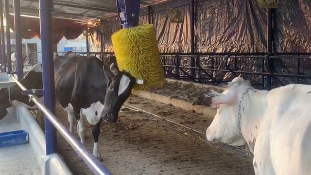 Щеткачесалка Melasty смотреть онлайн