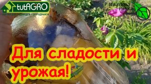 ГОТОВИМ чуднОе СРЕДСТВО для СЛАДОСТИ и УРОЖАЯ ТОМАТОВ и ВСЕХ ОВОЩЕЙ!