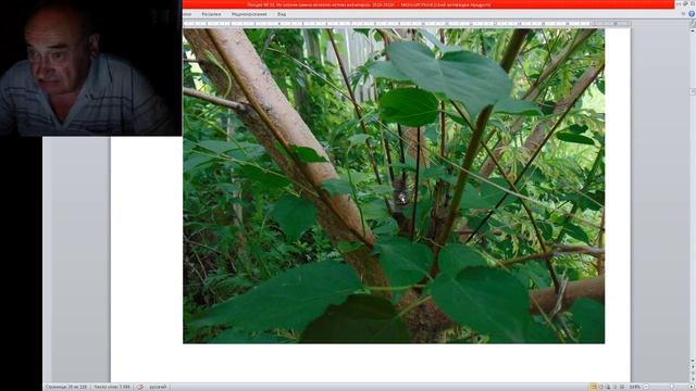 Дальневосточные абрикосы Бродского в саду Железова 2019г (Часть 1) смотреть онлайн