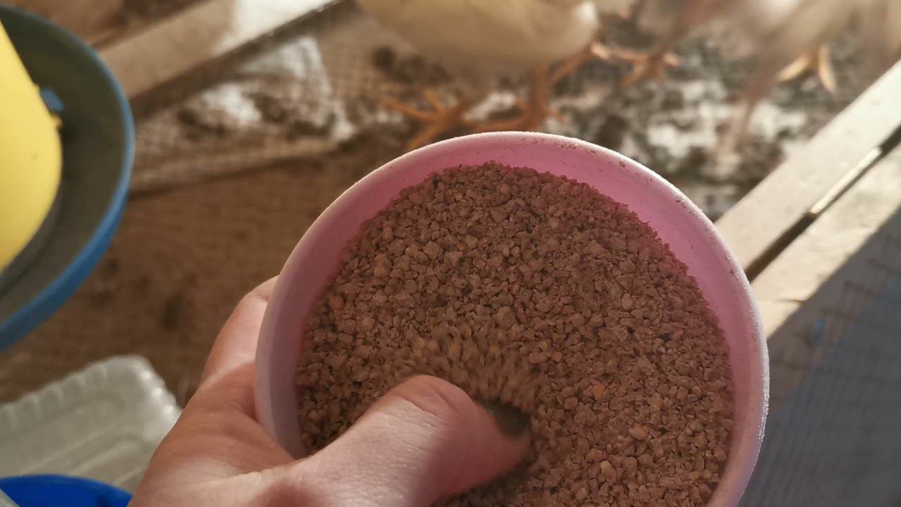 Комбикорм Purina. Кормлю цыплят.