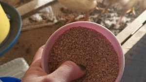 Комбикорм Purina. Кормлю цыплят.