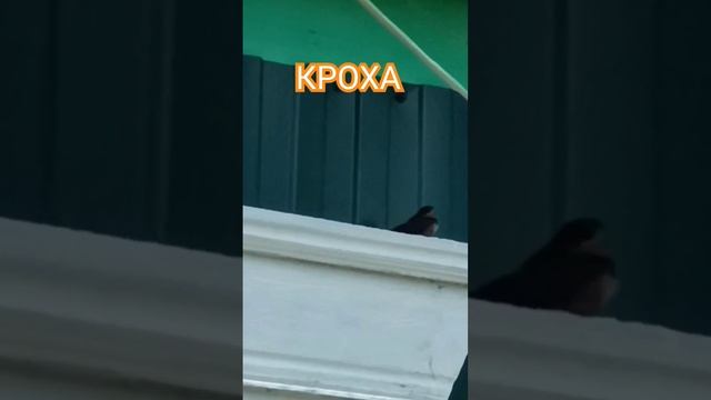 ЛАСТОЧКИН ДЕТЁНЫШ #жизньвтайге #хуторок #shorts смотреть онлайн