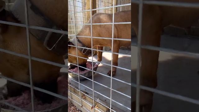 http://www.apbt.online-pedigrees.com/modules.php?name=Public&file=printPedigree&dog_id=579226 смотреть онлайн