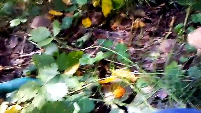 Грибы. Тверская обл., село Саватеево (11.09.2014) смотреть онлайн