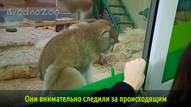 Как мы мартышкам "прятаться" помогали смотреть онлайн