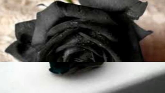 Черные розы самые красивые. смотреть онлайн