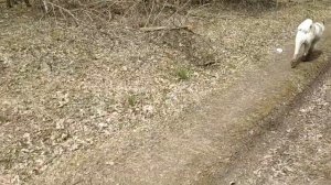 Обзор электронного ошейника. Применение его для воспитания Американской Акиты.