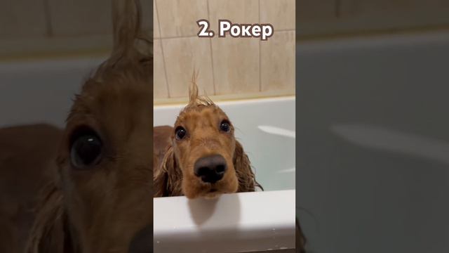 Какой образ понравился больше? #рекомендации #тренды #животные #топ смотреть онлайн