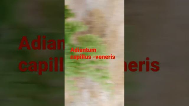 Adiantum capillus -veneris (Maiden hair fern) смотреть онлайн