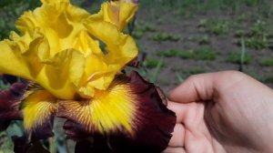 ЦВЕТЕНИЕ ИРИСОВ БОРОДАТЫХ В МОЁМ САДУ. ПРИГЛАШАЮ НА ПРОГУЛКУ.