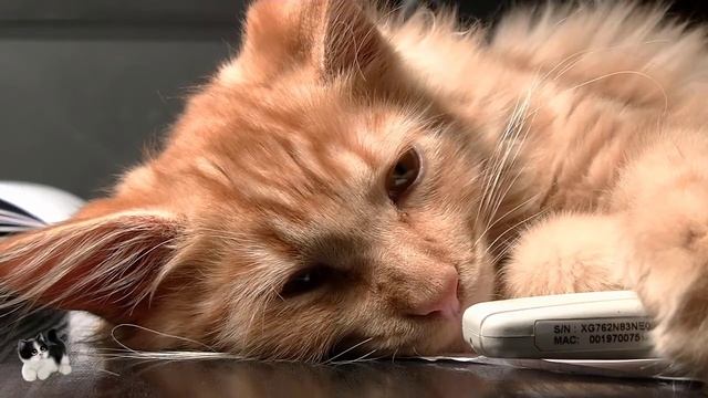 Можно ли кормить кошек кормом? Каким кормом кормить кошку? смотреть онлайн