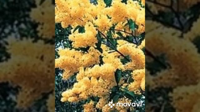 Самые красивые цветущие деревья и кустарники смотреть онлайн