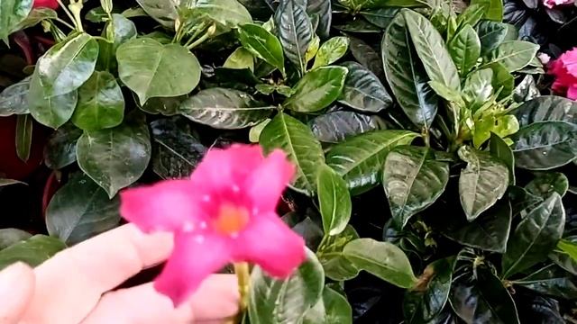 Комнатные цветы. Посмотрите, какой завоз. смотреть онлайн