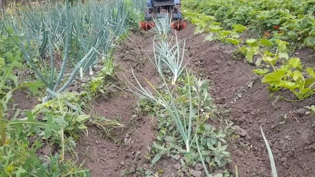 Окучники, вопрос умникам! смотреть онлайн