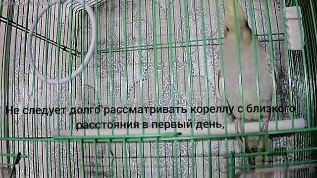 первый день адаптации кореллы смотреть онлайн