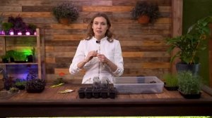 СЕКРЕТЫ ВЫРАЩИВАНИЯ КРЕПКОЙ РАССАДЫ КАПУСТЫ | Как и когда сеять капусту