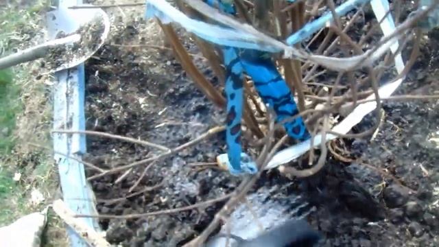 Гортензия метельчатая - пересадка взрослого куста. смотреть онлайн