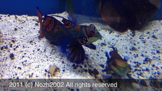 Mandarin Fish Рыбка Мандаринка смотреть онлайн