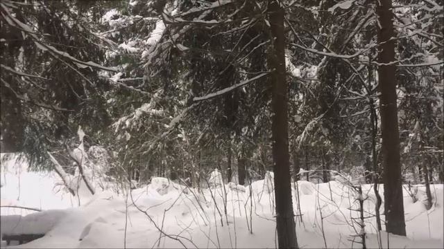 Полезный чай. В лесу очень красиво . смотреть онлайн
