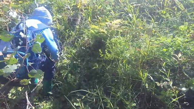 Грибы 2019. Сбор подосиновиков в августе. смотреть онлайн