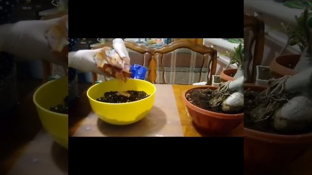 АДЕНИУМ, УХОД И ПОСАДКА