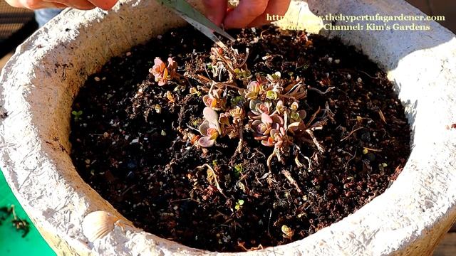 Sedum Sunsparkler Blue Elf in Beach Sand Hypertufa Pot! It's Not Dead - It's Herbaceous- Comes Bac смотреть онлайн