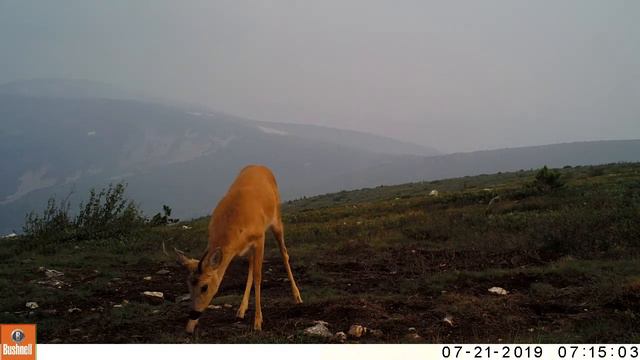 Видео с фотоловушек: сибирская косуля. смотреть онлайн