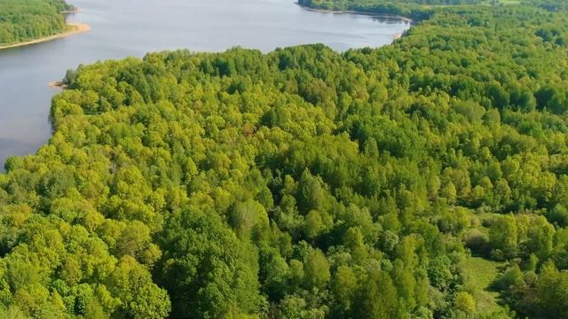 Лесной оазис 13 Га с берегом 650 метров озера Локново - Участок с лесом под вырубку и лесозаготовку смотреть онлайн