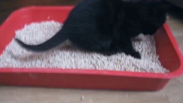 Первый поход в туалет-кошки смотреть онлайн