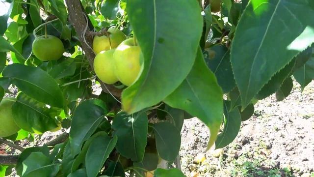 Азиатские груши ШИНСЕЙКИ, ПИУТО ЛИ, ХОЮРО на 01.09. и 29.10. 2022гг смотреть онлайн