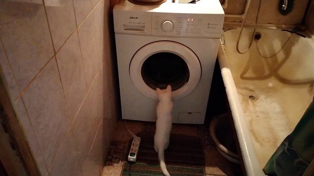 котенок и стиральная машина смотреть онлайн