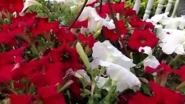 Hummingbird Moths love Petunias смотреть онлайн