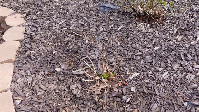 Pruning and Fertilizing My Hydrangeas!! смотреть онлайн
