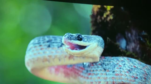 Я Офигел от этого Проектора с Алиэкспресс. ThundeaL TD93 обзор самого дешевого FULL HD проектора! смотреть онлайн