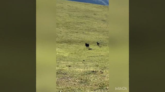 МL320 Бурхан-Булак — самый высокий водопад Казахстана смотреть онлайн