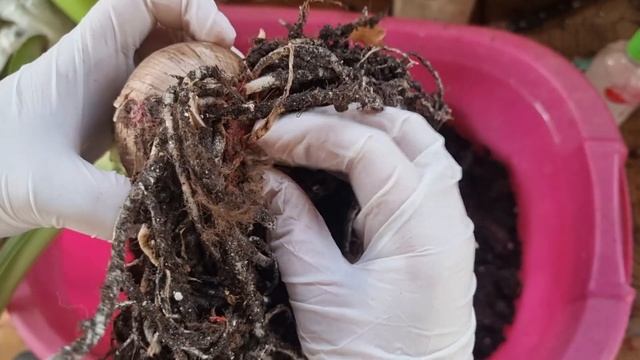 корни гиппеаструма Amore после года в 15 литровом горшке смотреть онлайн