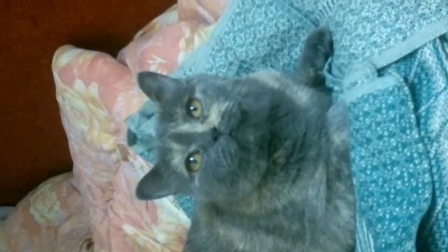 Блатной котэ. по фене ботает ни где не работает . смотреть онлайн